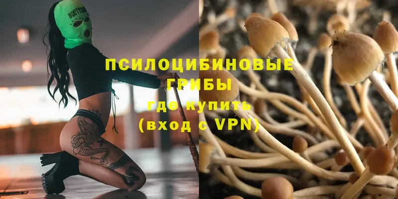 Псилоцибиновые грибы Psilocybe  Донской 